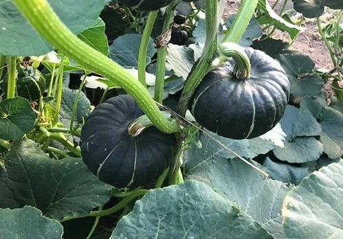 今日吃瓜热门大瓜必看大瓜网红 黑料社今日黑料独家爆料,网红大瓜揭秘，独家黑料曝光！